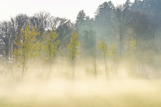 Autumnal birch trees (Betula pendula), in fog, Beinwil-Freiamt, Canton, Aargau, Switzerland