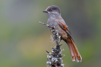 Accidental shark (Perisoreus infaustus) in Fulufjället National Park, Lichen Branch, Sweden