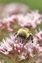 Forest bumblebee (Bombus sylvarum) sitting on common water can (Asteraceae), close-up, Wilnsdorf,