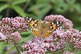 Safflower (Vanessa cardui) on a flower of the common water forest (Asteraceae) on a forest path,