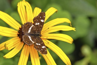 Map (Araschnia levana), summer generation, opened wings, on a flower of yellow coneflower