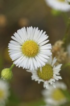 Annual herb (Erigeron annuus), white-yellow flower on the roadside in the field, Wilnsdorf, North