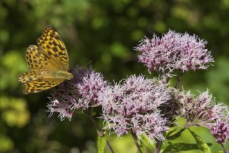 Pearl butterfly (Argynnis indet), butterfly on the flowers of a plant, close-up, wetland, Upper