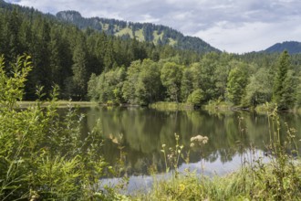Landscape near Suttensee, wetland, Mangfall Mountains, Rottach-Egern, Upper Bavaria, Bavaria,