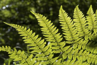 Fern in backlight, close-up, Upper Bavaria, Bavaria, Germany