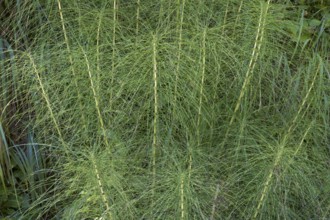 Fern, close-up, wetland, Mangfall Mountains, Rottach-Egern, Upper Bavaria, Bavaria, Germany