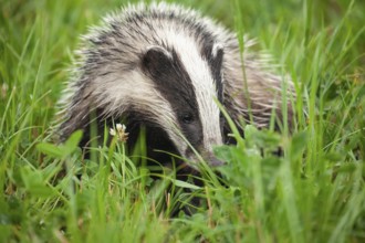 Quiet badger in the green grass of the Lüneburger Heide