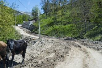 Cows stand on a dirt road with green hills in the background, four-wheel drive track on the way to