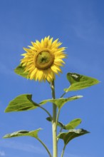 Sunflower (Helianthus annuus) against a blue sky, Bavaria, Germany