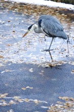 Grey heron in late autumn, Germany
