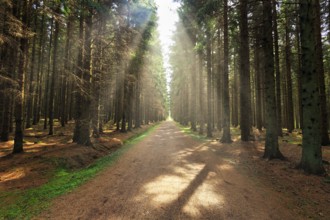 Hiking trail leads straight through coniferous forest, sunbeams, flooded with light, Bornholm,