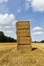 Rectangular straw bales, piles in a harvested field, stubble field, Cumulus, Bornholm, Denmark