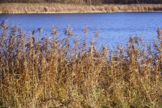 Reeds on a lake in late autumn, Germany