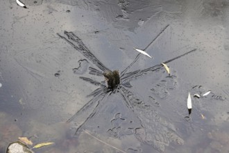 Frozen pond, late autumn, Germany