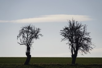Two trees, landscape in late autumn, Germany