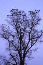 Crows on a tree in late autumn, Germany