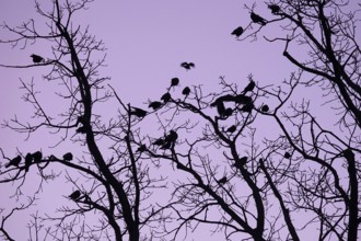Crows on a tree in late autumn, Germany