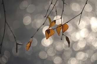 Last autumn leaves with beautiful bokeh, late autumn, Germany
