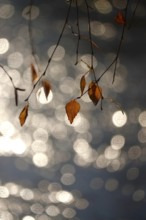 Last autumn leaves with beautiful bokeh, late autumn, Germany