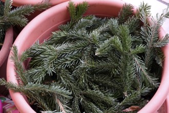 Pine branches as frost protection on flower pots, winter, Germany
