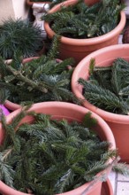 Pine branches as frost protection on flower pots, winter, Germany