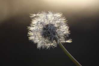 Dandelion in late autumn, macro photography