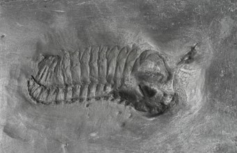 Trilobite (Phacobs fernandi) on dark rock, remains of marine fossil animals, arthropods,
