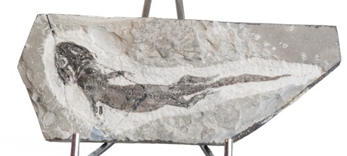 Micromelerpeton sp., fossil, amphibian, prehistory, grey stone plate, rock, remains of fossil