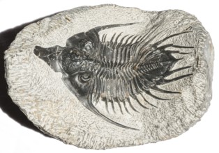 Skeleton-like trilobite fossil (Psychogype elegans) on oval, structured rock, remnants of fossil