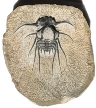 A trilobite fossil (Dicranurus monstrosus) on structured stone, rock, remains of fossil marine