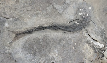 Prehistoric shark (Acanthodus gracilis), fish, fossil embedded in grey rock, remnant of fossil