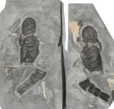 Sea scorpion, giant scorpion (Erettopterus bilobus, Syn. Pterygotus bilobus), Eurypterids,