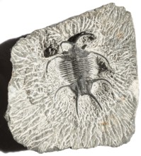 Embedded trilobite (Ceratarges sp.) in a highly structured rock block, arthropods, rock, remains of