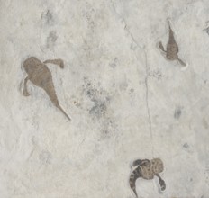 Sea scorpions, giant scorpions, three animals on a plate, fossils, sea scorpion, scorpion,