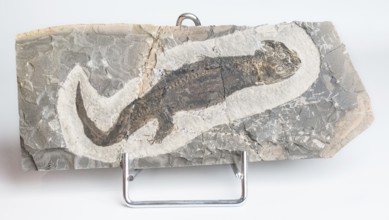 Micromelerpeton sp., fossil, amphibian, stone slab, rock, remains of fossil aquatic animal, aquatic