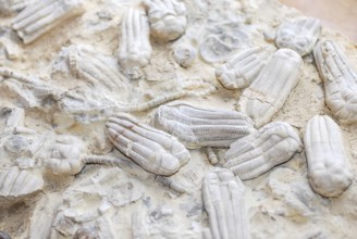 Fossil sea lilies (crinoidea), embedded in pale limestone, ancient marine life, echinoderms, rocks,