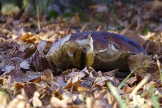 Mushroom in late autumn, Germany
