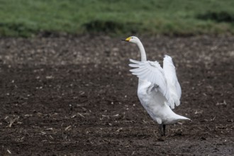 Singing swan (Cygnus cygnus), Emsland, Lower Saxony, Germany