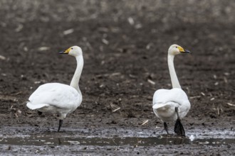Singswans (Cygnus cygnus), Emsland, Lower Saxony, Germany