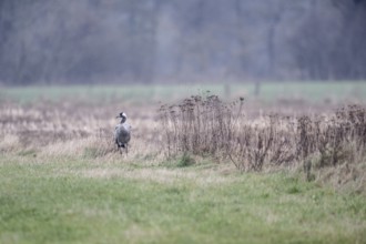 Crane (Grus grus), Lower Saxony, Germany