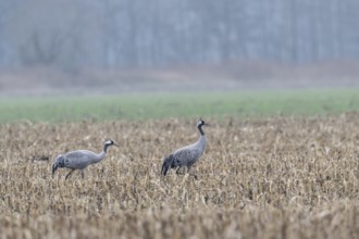 Cranes (Grus grus), Lower Saxony, Germany
