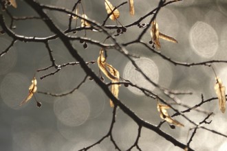 Linden tree in late autumn, Germany