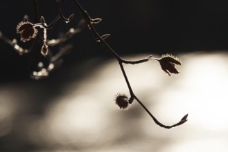 Bucheckern, late autumn, Germany