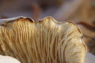 Mushroom with hoarfrost, late autumn, Germany