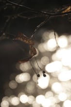 Linden tree in late autumn, Germany