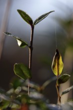 Leaf on a silk thread, autumn, Germany