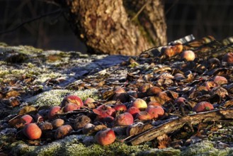 Apples in late autumn, Germany
