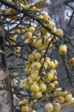Apples in late autumn, Germany