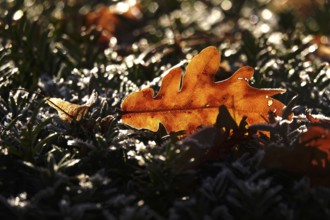 Autumn leaf, late autumn, Germany