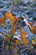 Autumn leaves, late autumn, Germany